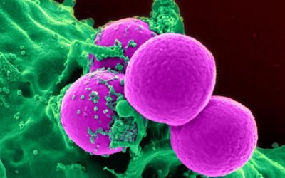 Newsletter: Imaging and Analysis of 3D Cell Cultures