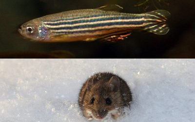 Fantastic Beasts and How To Image Them