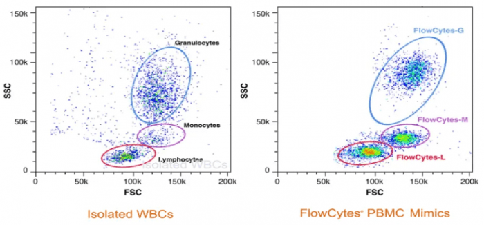 Comparison of isolated white blood cells (WBCs) and Slingshot Biosciences’ cell mimics.