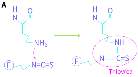 Lysine conjugation chemistry. The protein’s peptide backbone is shown at the top. F denotes a fluorophore. (A) the nitrogen lone pair attacks the carbon of the isothiocyanate to yield a thiourea