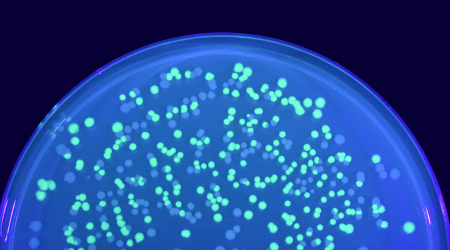 E. Coli Cells Expressing GFP