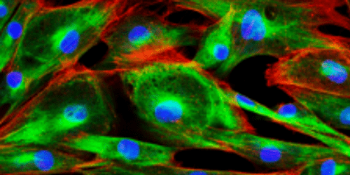 Intracellular Flow Cytometry Fundamentals