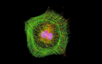 Newsletter: Understanding Fluorochromes for Flow Cytometry