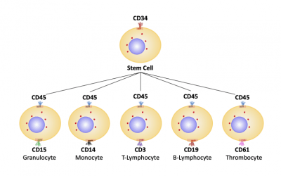 Optimizing Your Immunophenotyping Assay