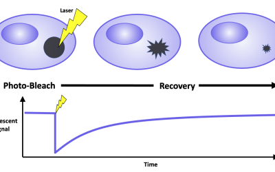 Fluorescence Recovery After Photobleaching