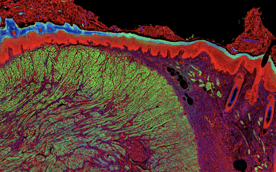 Tips for Fluorophore Selection