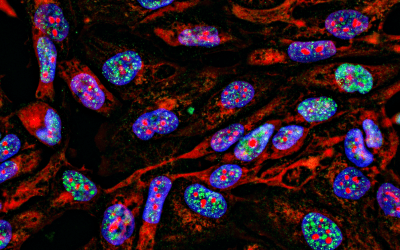 Guide To Selecting Fluorophores for ICC and IHC