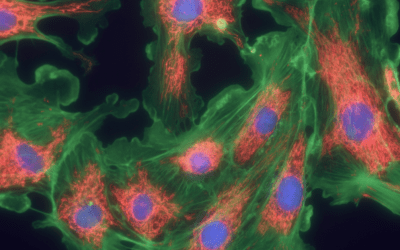 Intravital Microscopy – Explained